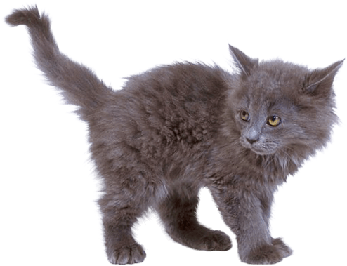 Download - Png Kitten (500x385), Png Download