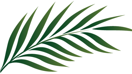 Watercolor Tropical Leaves Png - Palm Tree Leaf Clipart (450x300), Png Download