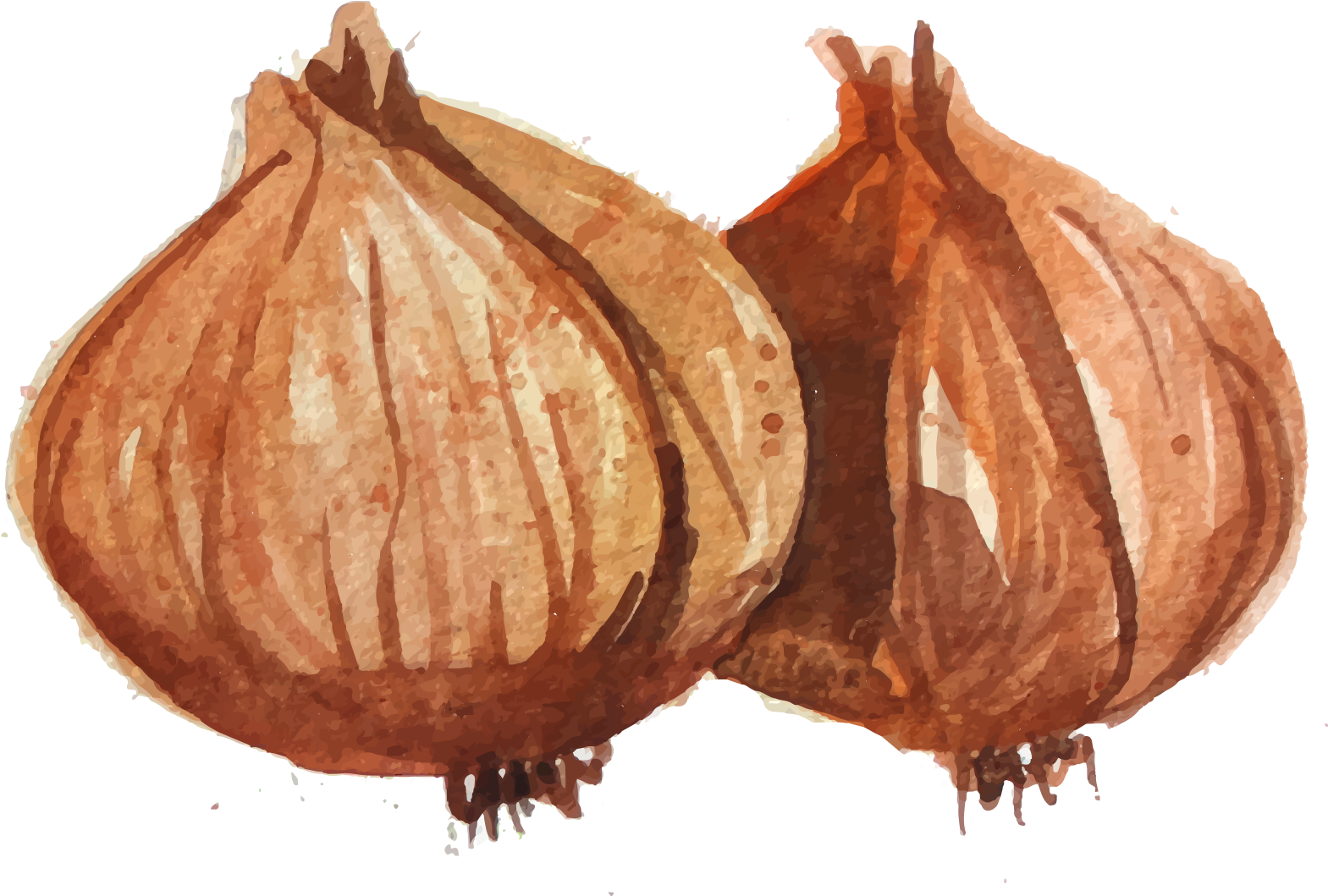 Banner Freeuse Download Onion Vector Draw - Watercolor Painting (2000x2000), Png Download