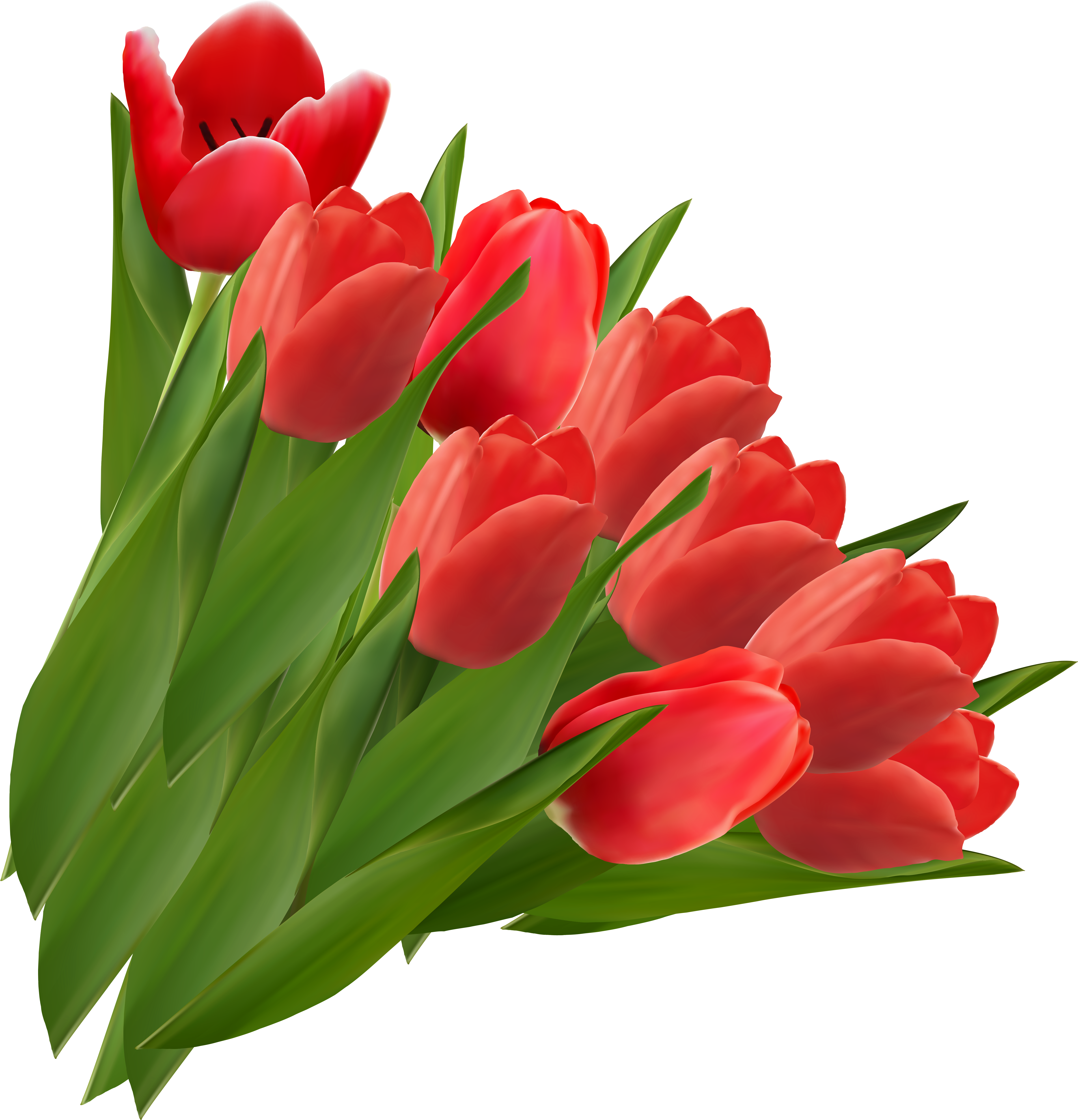 Red Tulips Png Clipart Picture - Tulips Png (4935x5156), Png Download