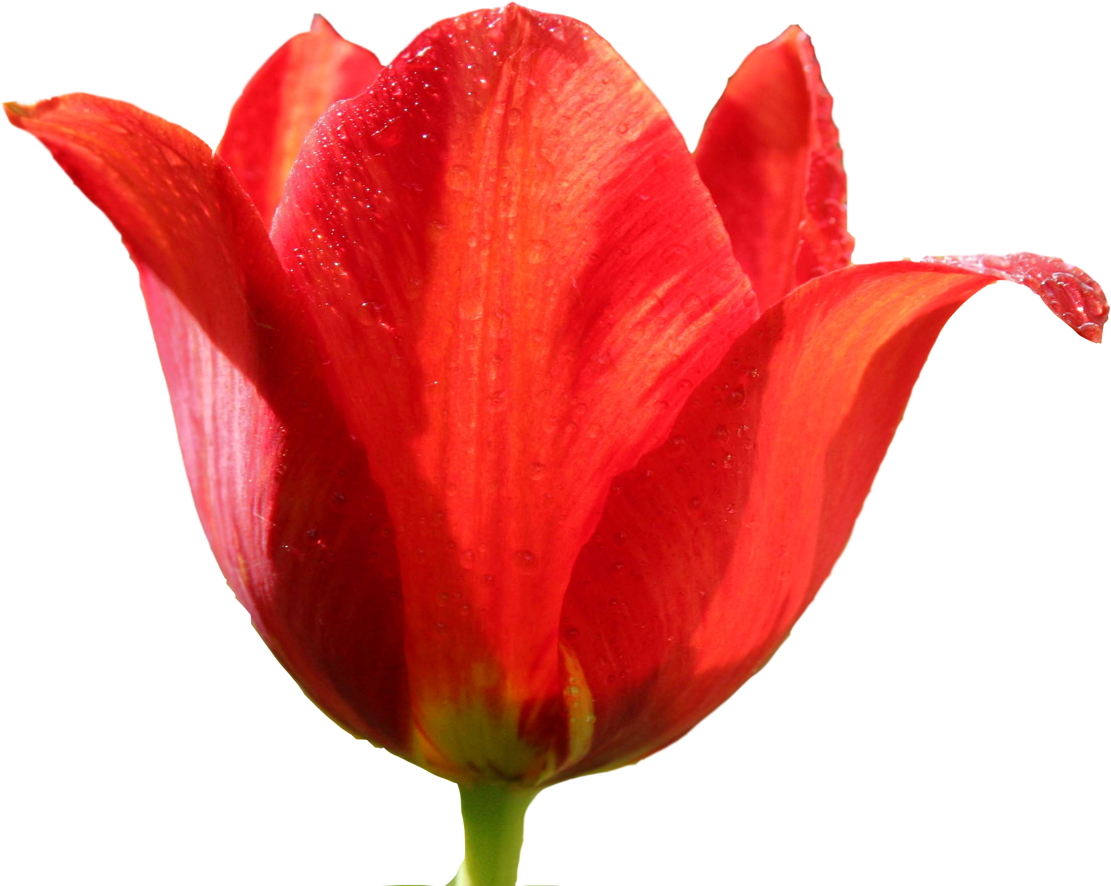 Tulip Png Image - Тюльпан Png (2348x1904), Png Download