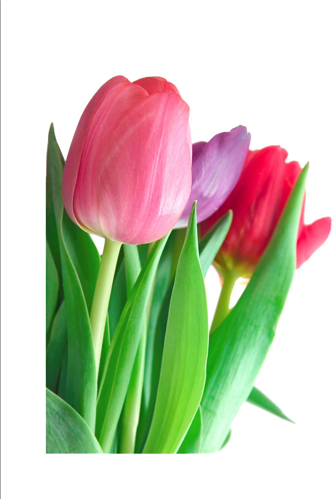 Tulip Png Clipart - Seasonal Flowers With Their Names (791x1024), Png Download