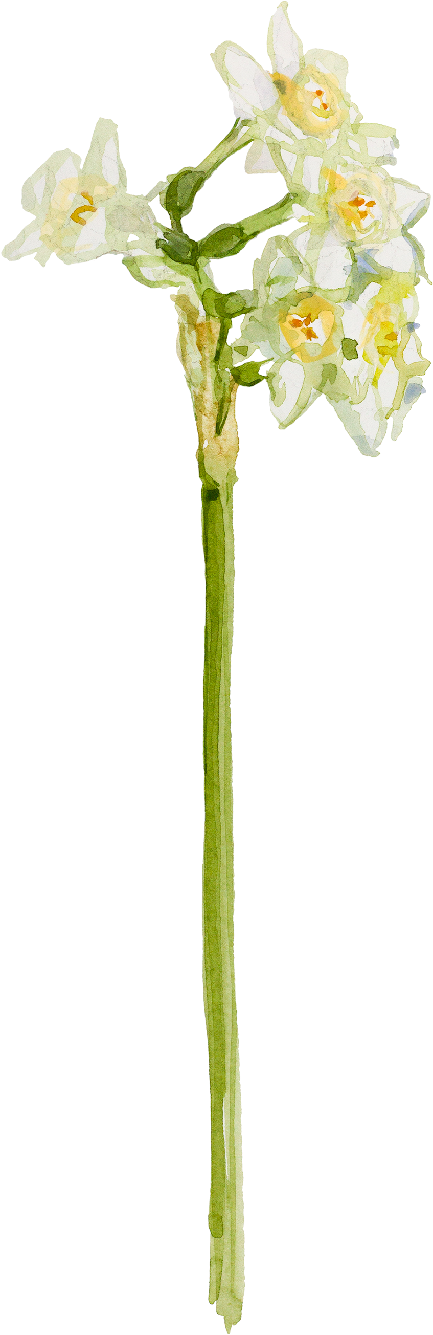 Watercolor Painting, Tulip, Decorative Transparent - Painting (930x2657), Png Download