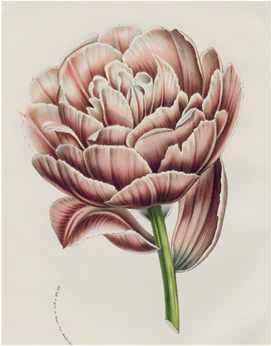 Koning - Floral Bounty By Walter Robertson, Posters, Prints, (500x500), Png Download