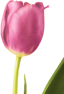 Tulip - Flowers Tulip (400x350), Png Download