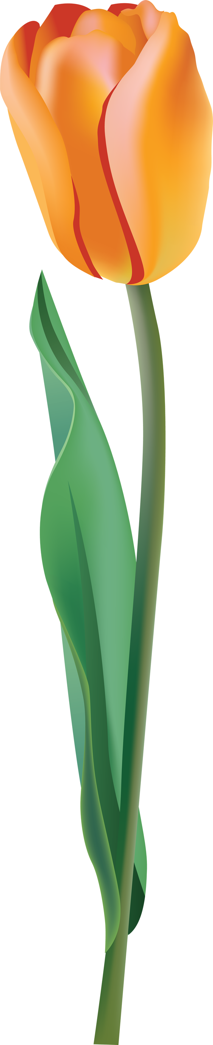 Yellow Tulip Png Image - Yellow Tulip In Clipart Png (715x3501), Png Download