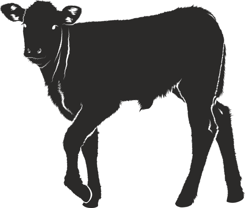 Veal Silhouette Black Isolated - Calf Svg File (847x720), Png Download