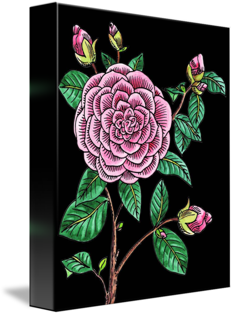 "camellia Flower Watercolor Black Background" By Irina - Watercolor Painting (481x650), Png Download