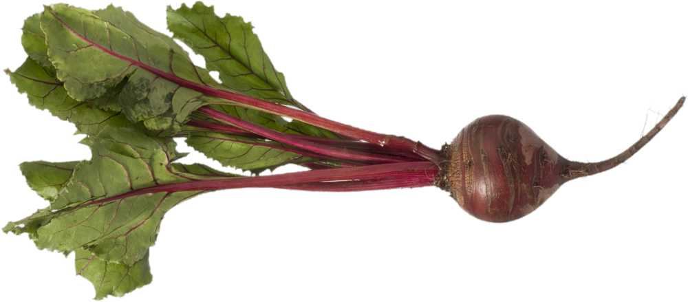 Beet Png - Beet Root Plant Png (1000x439), Png Download