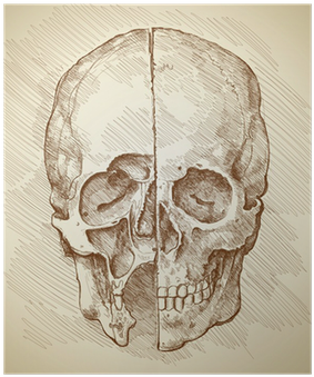 Japanese Drawing Skull - Leonardo Da Vinci Poster (400x400), Png Download