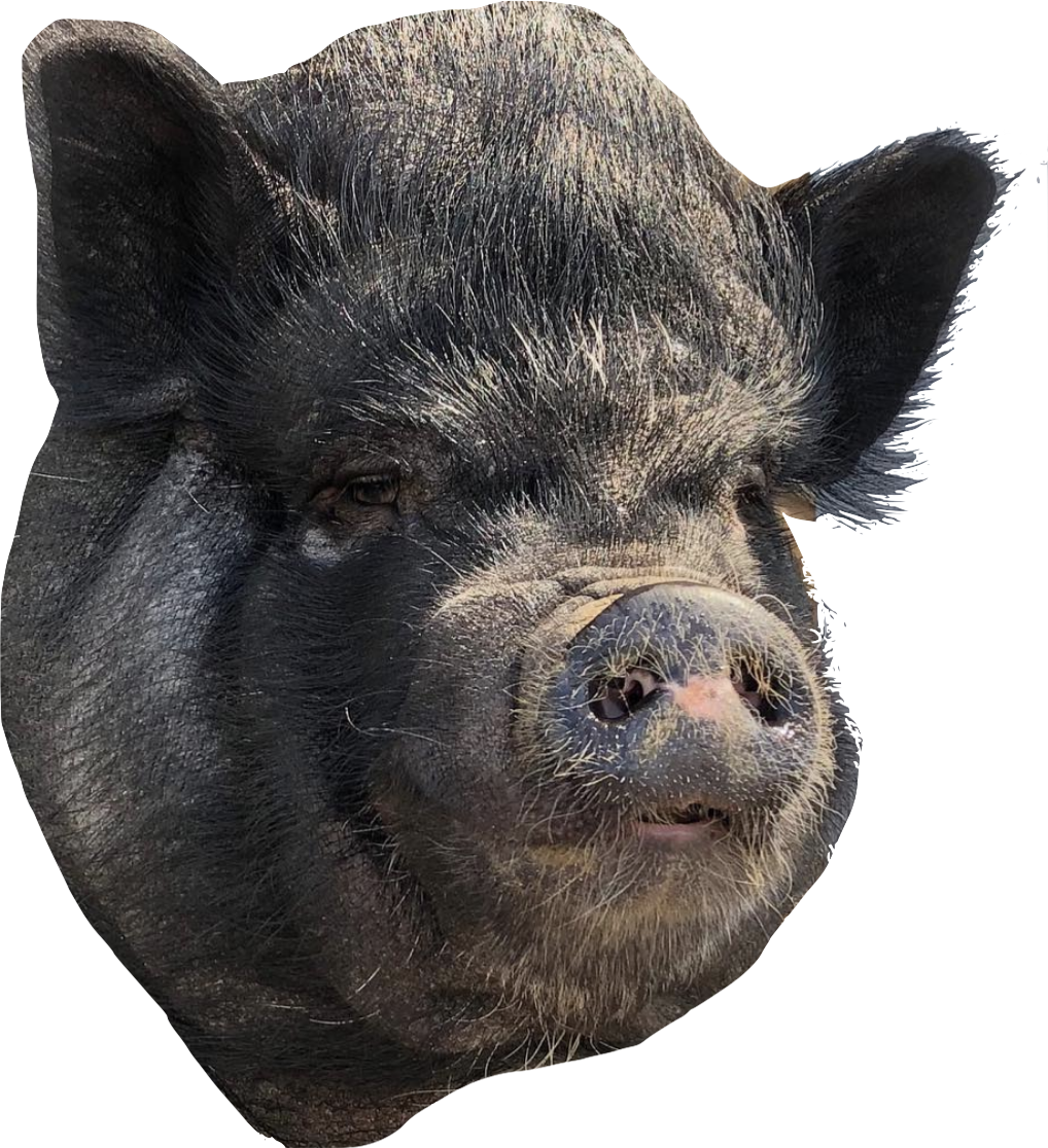 Pickles - Domestic Pig (1018x1116), Png Download