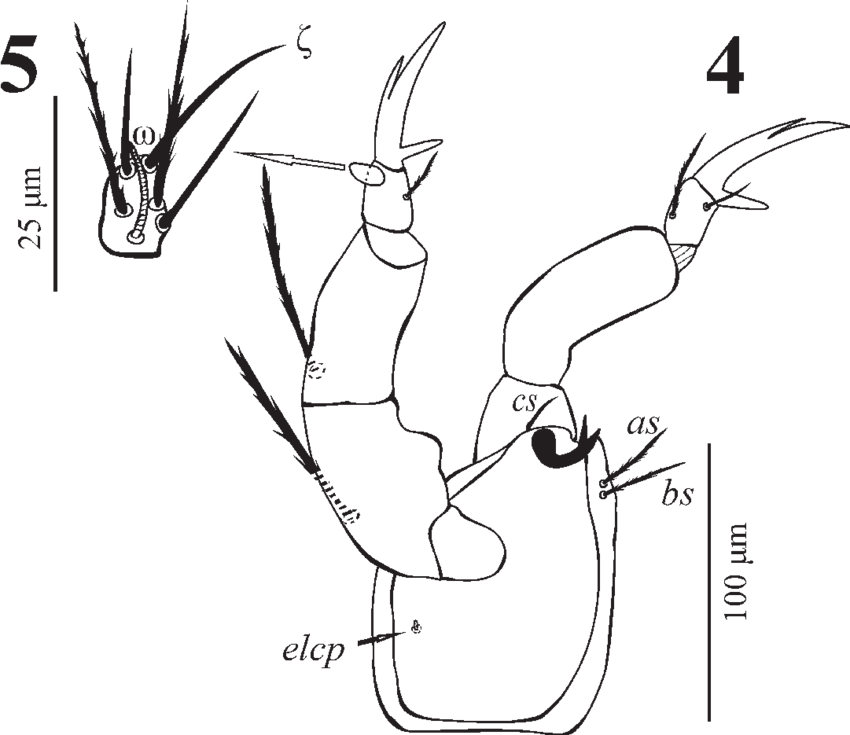 Hirstiosoma Amfilohijei Sp - Hirstiosoma (850x735), Png Download