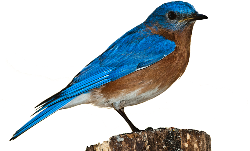 Bird - Songbirds On Transparent Background (866x650), Png Download