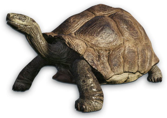 Download Hd Desert Tortoise Png Banner Freeuse Stock Galapagos Giant Tortoise Png Transparent Png Image Nicepng Com