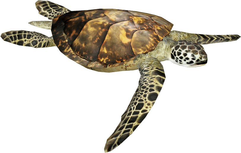 Tortoise Png Picture - Olive Ridley Turtle Png (812x812), Png Download