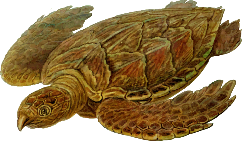 Prehistoric Tortoise - Prehistoric Turtle Shower Curtain (800x466), Png Download