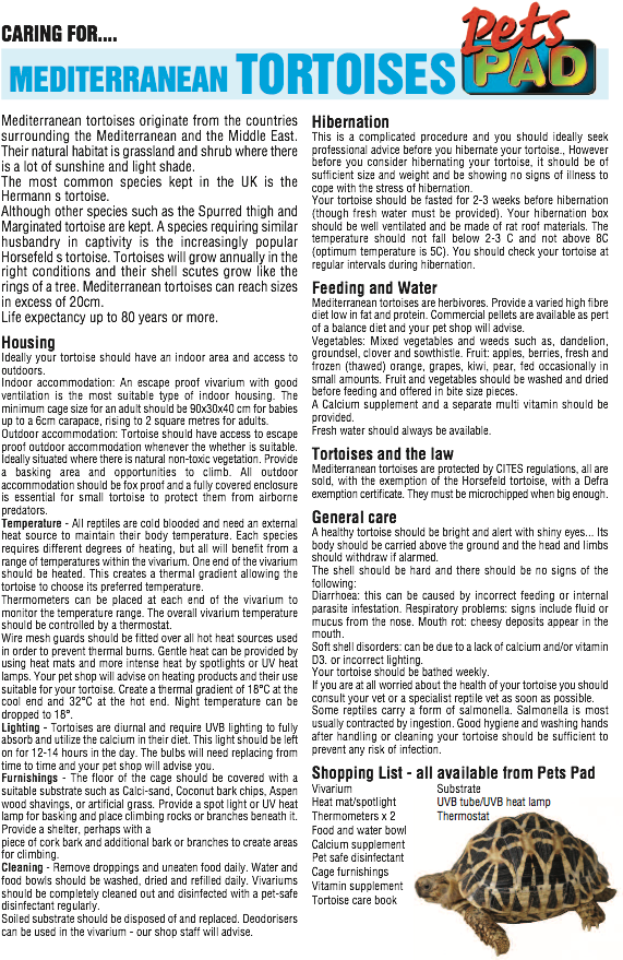 Golden Hamster (633x894), Png Download