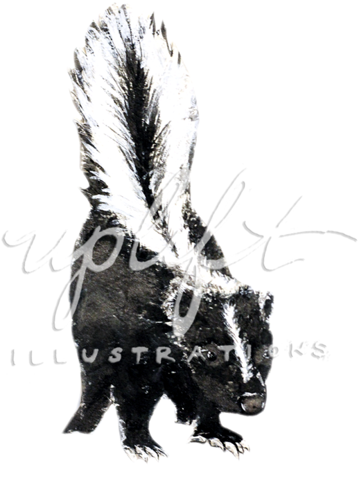 Skunk (1000x850), Png Download