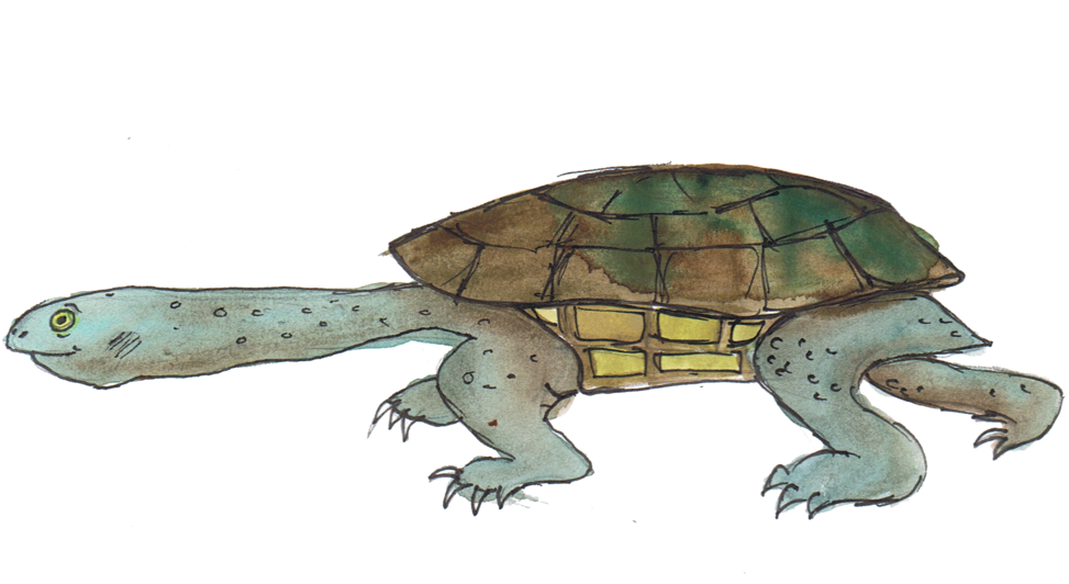 Eastern Long-necked Tortoise - Eastern Long-necked Turtle (1000x551), Png Download