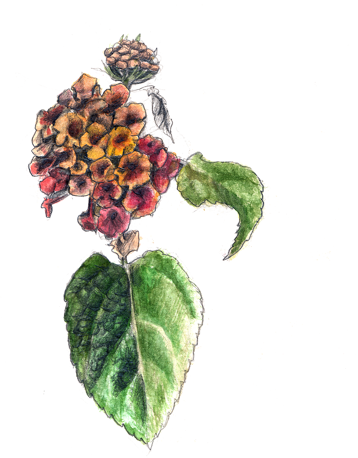 Big Sage/red Sage/wild Sage - Lantana Camara Flower Png (1200x1612), Png Download