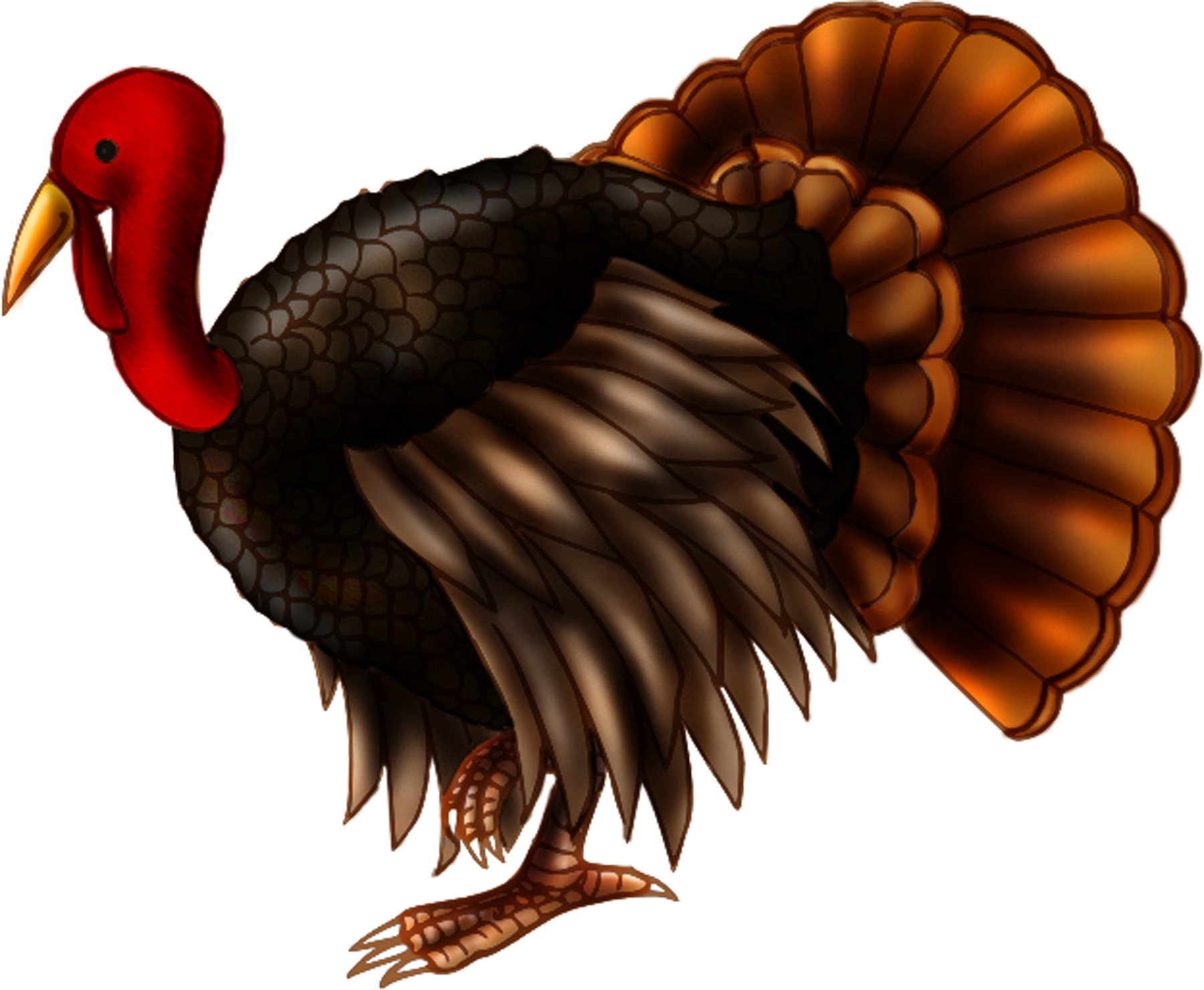 28 Collection Of Live Turkey Clipart - Turkey Transparent Background (1800x1480), Png Download