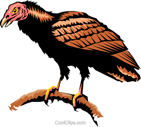 Turkey Vulture Royalty Free Vector Clip Art Illustration - Turkey Vulture Clipart (480x431), Png Download