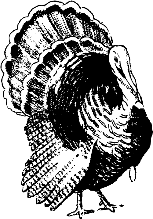 Turkey Black And White Png (528x800), Png Download