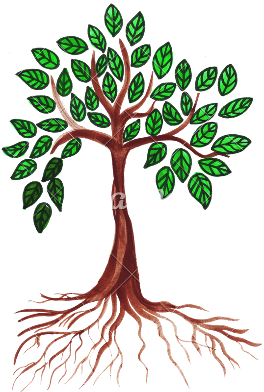 Of A Tree Photos - Drawing (538x800), Png Download