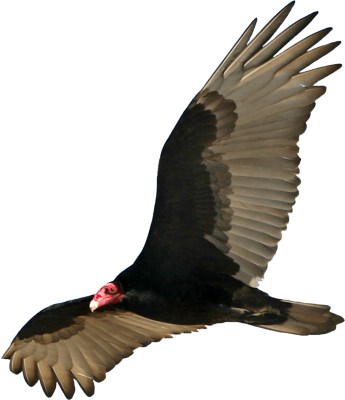 Download - Turkey Vulture Transparent (345x400), Png Download