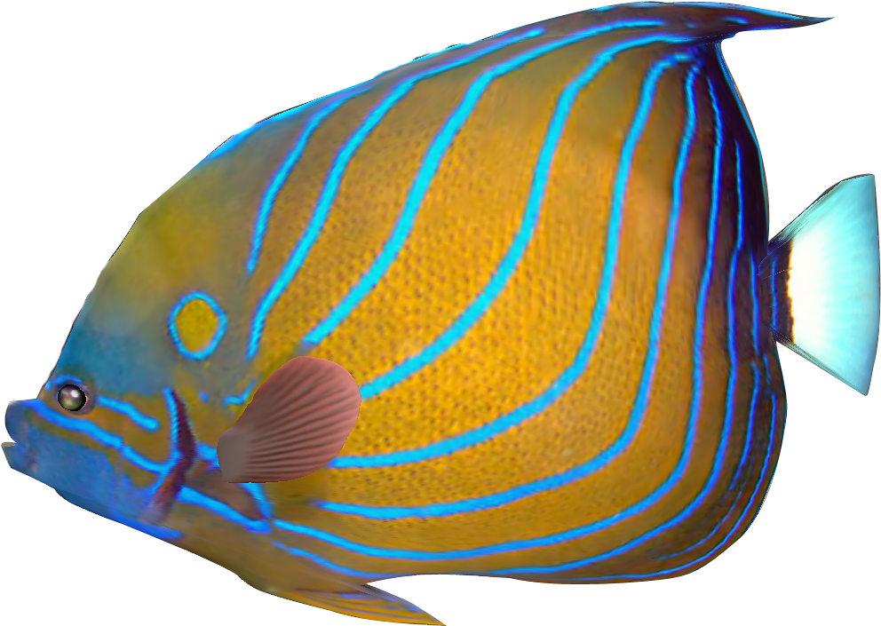 Exotic Fish Cliparts Free Download Clip Art Free Clip - Tropical Fish No Background (1018x726), Png Download