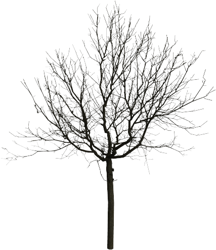 Download Trees Png Black And White Vector Free Stock - Tree Black White ...