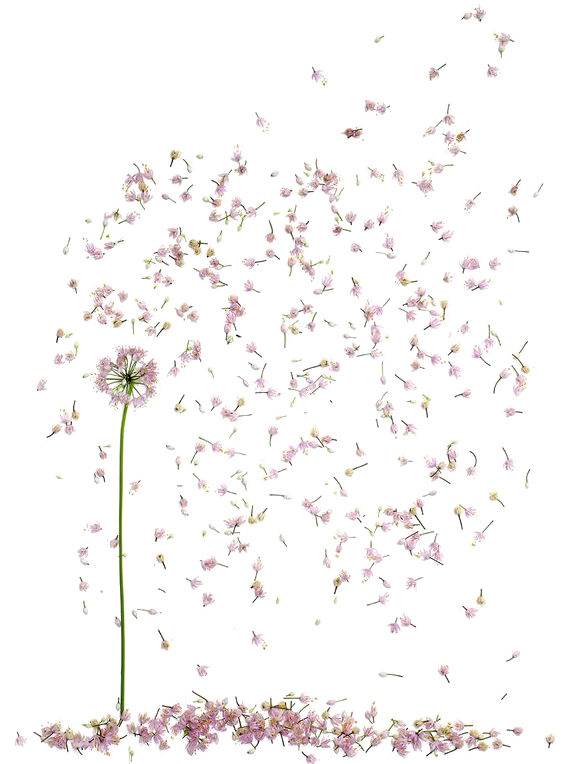 Floral Design Petal Flower - Si Te Rindes Cuando Las Cosas Se Empiezan A Poner Difíciles (564x808), Png Download