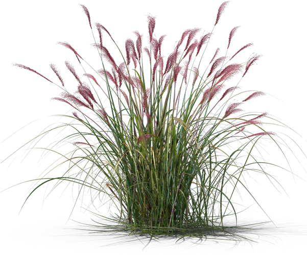 Miscanthus Sacchariflorus (600x600), Png Download