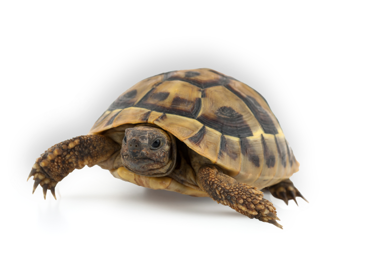 Turtle - Maar Kom Wel Terug! - Set 6 Ex - Toon Tellegen (paperback) (742x528), Png Download