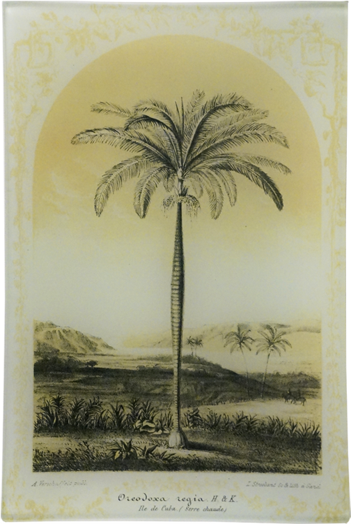 Attalea Speciosa (800x800), Png Download