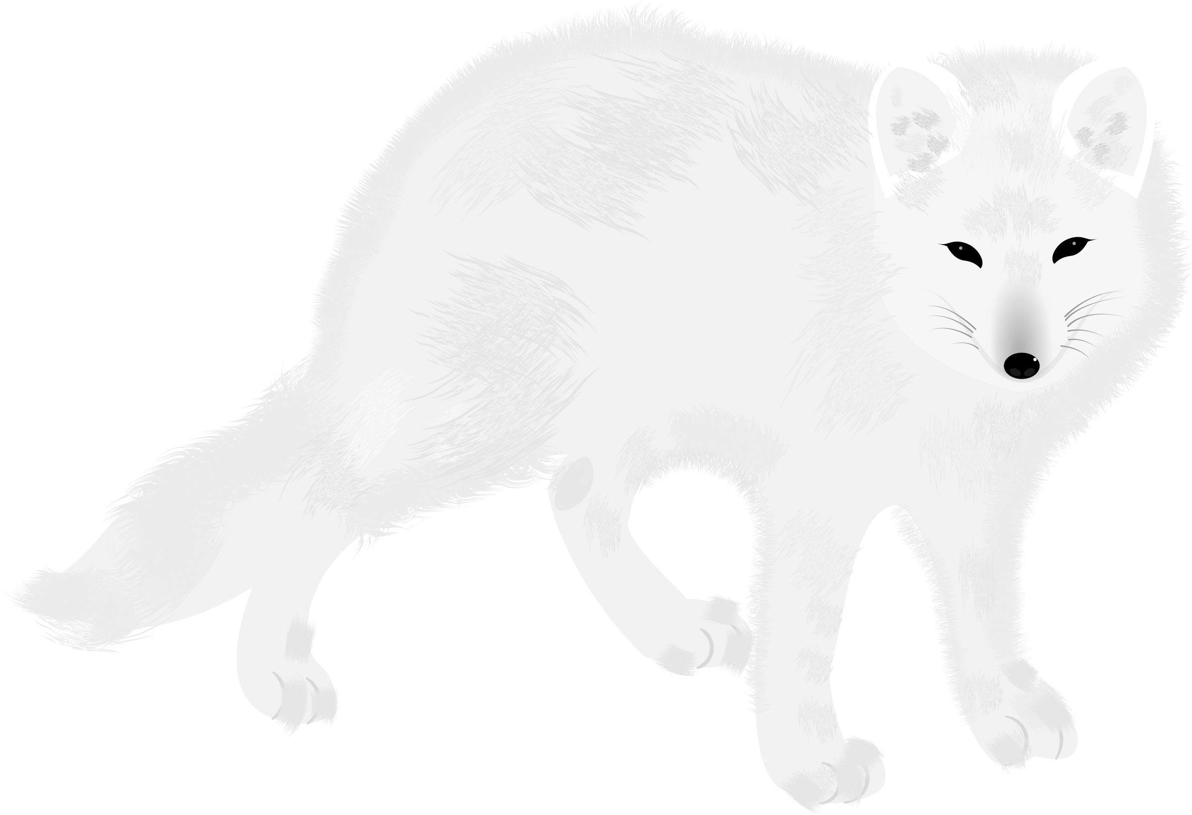 Big Image - Arctic Fox (2400x1642), Png Download