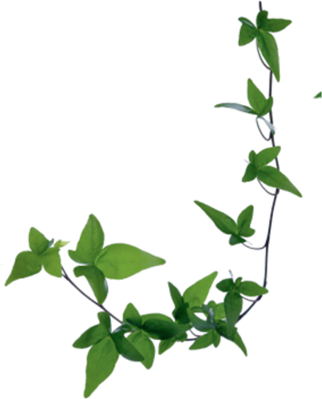 Field Balm - Hera Planta (768x560), Png Download