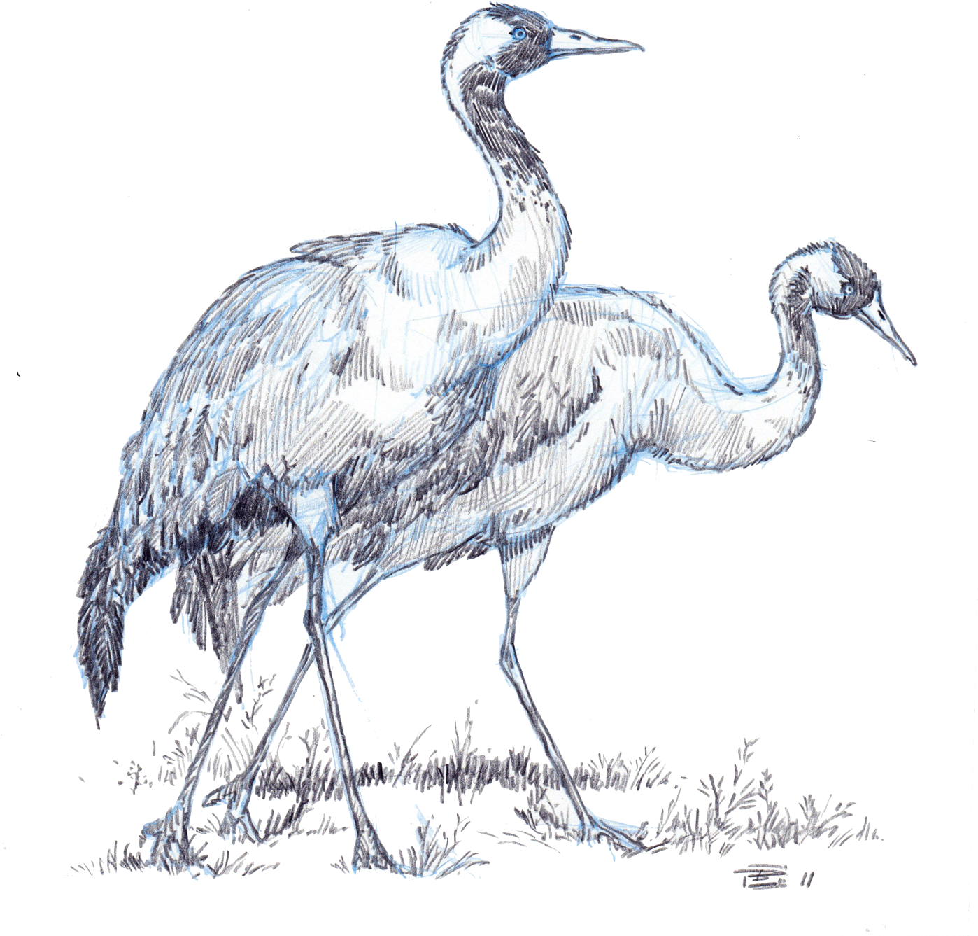 These North American Birds Enjoy Breeding In Fresh - Crane (1400x1498), Png Download