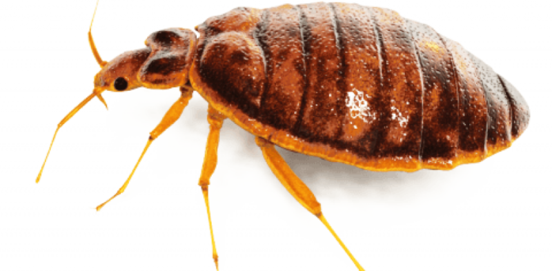 Bed Bug Png Free Download - Bed Bug Images Png (800x393), Png Download