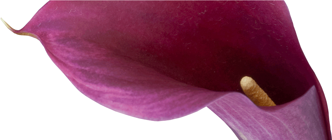 Dreisbach Wholesale Florists (1475x492), Png Download