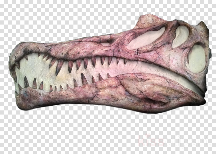 Prehistory Clipart Spinosaurus Skull Triceratops - Belmond Kng489.666 Erkek Kol Saati (900x640), Png Download