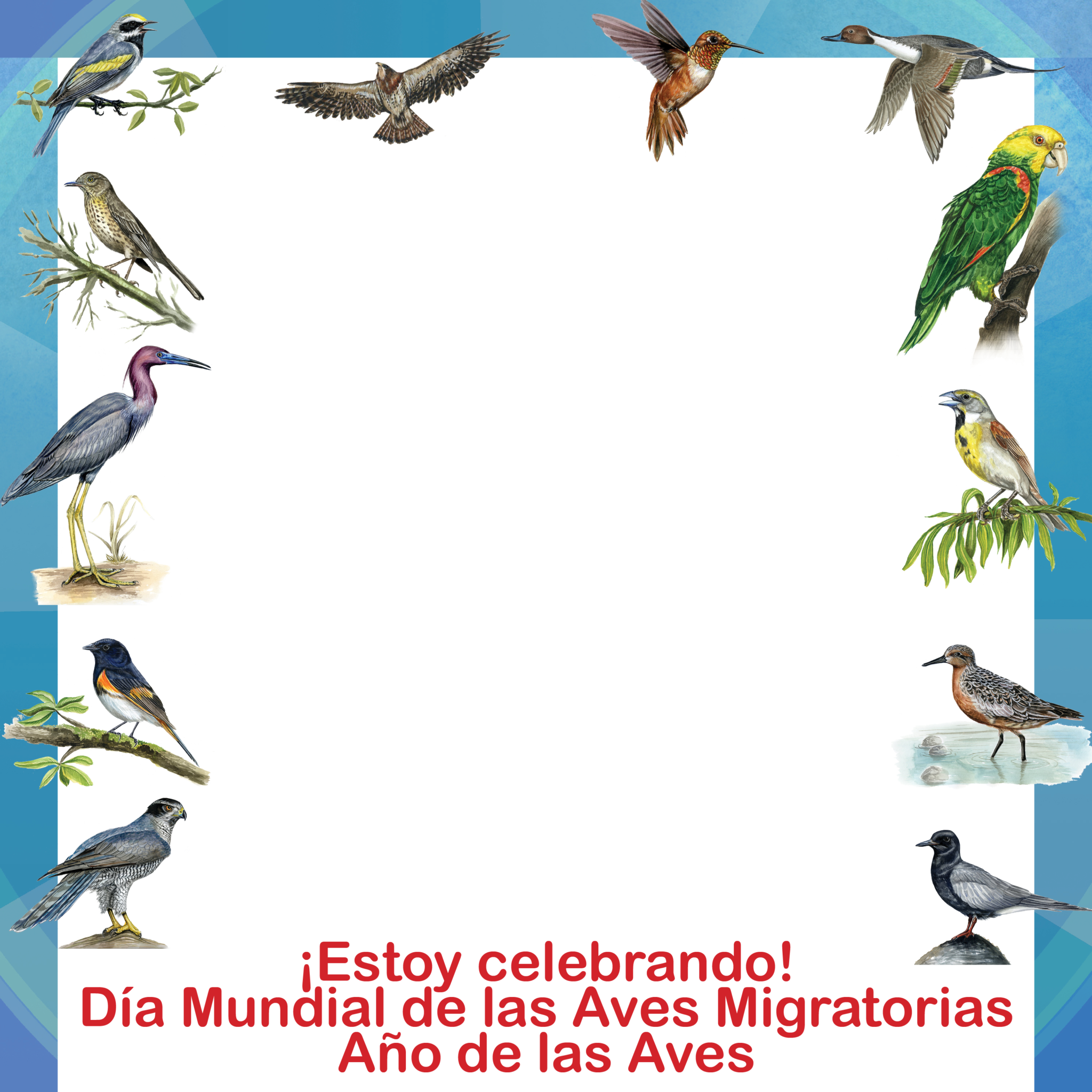 0228 Spa-a Facebook Frame - Seabird (2048x2048), Png Download