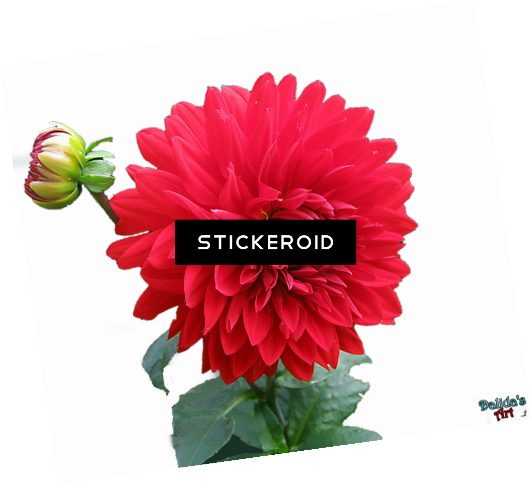 Gold Flower Frame Border Frames - English Turkish Bible No5 (1057x963), Png Download