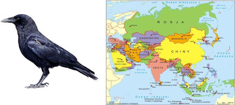 206kib, 782x412, Guess - American Crow (782x412), Png Download