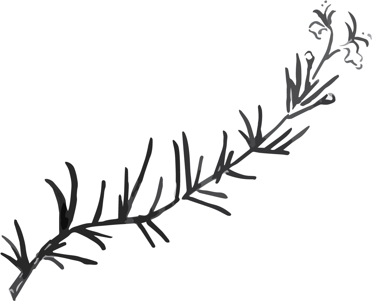 June - Rosemary - Calligraphy (2084x1393), Png Download