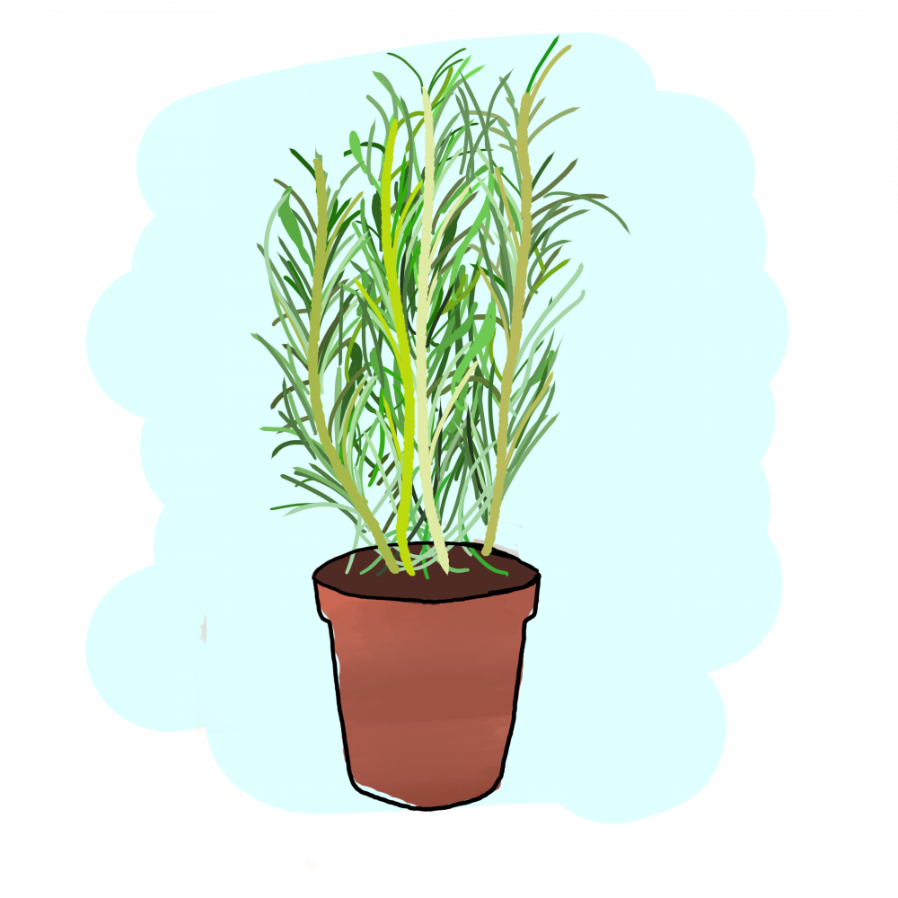 Houseplant (1000x1000), Png Download