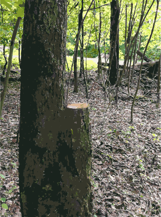 Lumber Trunk Wood Forest Tree Stump - Lumber (556x750), Png Download