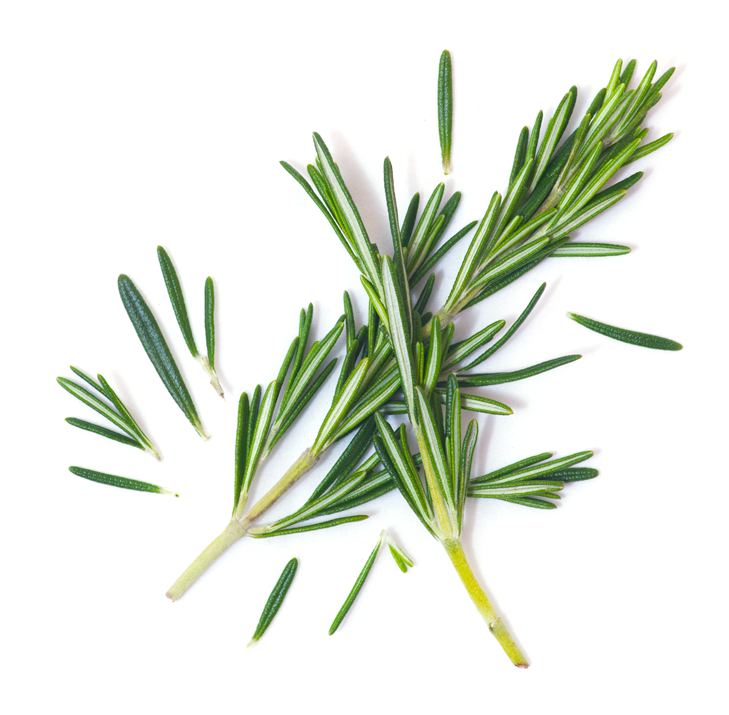 Evergreen (729x715), Png Download