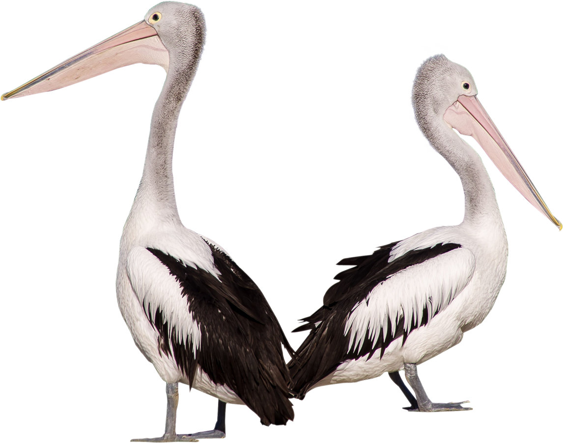 Download Amazing High-quality Latest Png Images Transparent - Pelican Png (1024x819), Png Download
