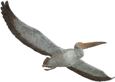 Natural History Pelicans Png Png Images - Portable Network Graphics (400x400), Png Download